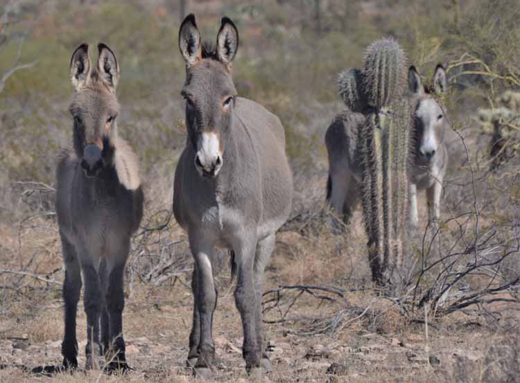 donkeys